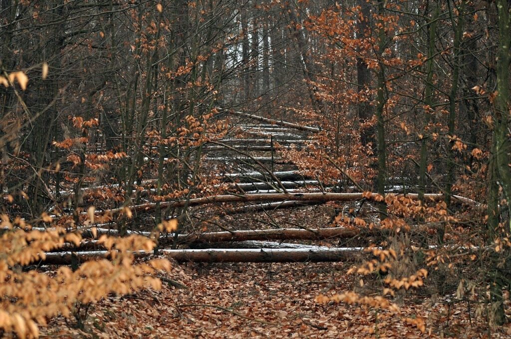 Forest with a dozen trees down to create a challenging pathway