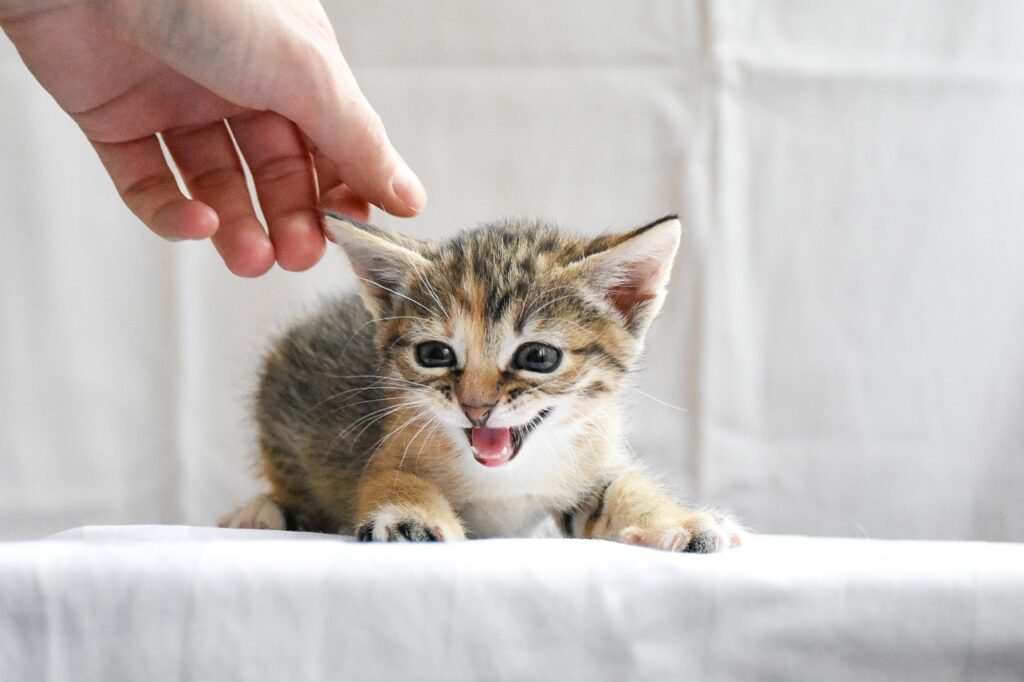 Kitten sitting on white sheet