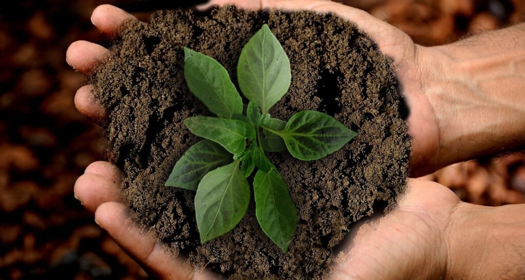 Closeup of hands holding soil with a sapling in the middle