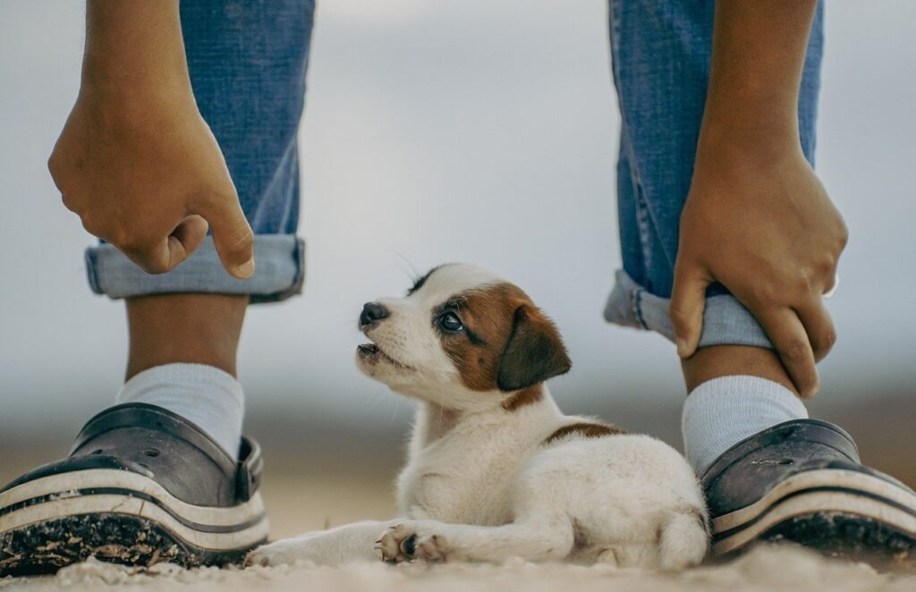 Jack Russell puppy